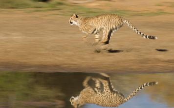 Najszybsze zwierzę na ziemi – Gepard