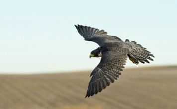 Najszybsze zwierzę świata – sokół wędrowny – czy na pewno? Sokół wędrowny – władca niebios