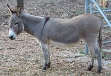 Tabu – historia pewnego osiołka – smutne zakończenie.