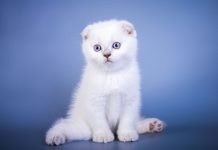 Scottish Fold – Kot szkocki zwisłouchy