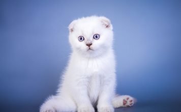 Scottish Fold – Kot szkocki zwisłouchy