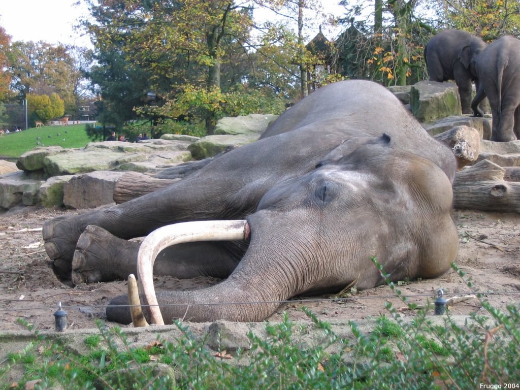 Śpiący słoń