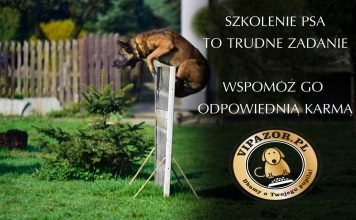 5 powodów, dla których warto sięgnąć po karmę Canun