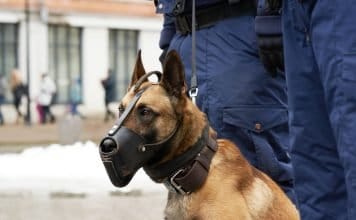 Czy mały piesek w miejscach publicznych musi być zawsze na smyczy i w kagańcu?