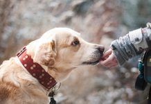 Kupujemy, adoptujemy – jak znaleźć najlepszego psiego przyjaciela?