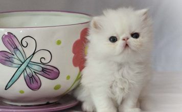 Teacup persian czyli pers miniaturowy/filiżankowy