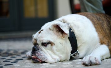 5 skutecznych sposobów na odchudzenie psa