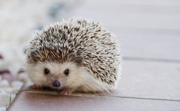 jeż w domu