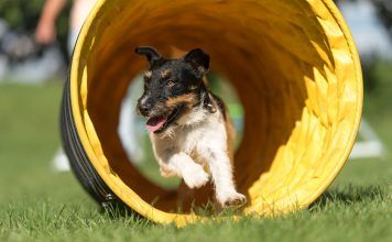 Jak przygotować tunel do agility?