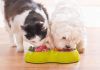 pies i kot razem jedzą