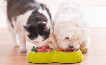 Zalety karm mokrych dla psów i kotów pies i kot razem jedzą