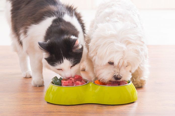 pies i kot razem jedzą