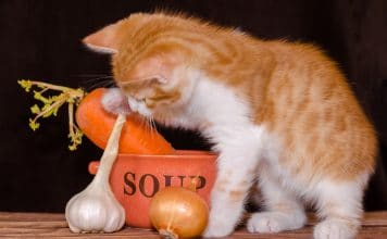 Kot i warzywa