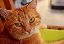 5 powodów, dla których warto adoptować kota