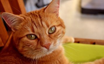 5 powodów, dla których warto adoptować kota