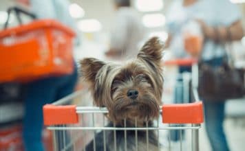 Czy można iść na zakupy z psem? pies na zakupach