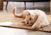 Najgroźniejsze choroby u kotów: na co chorują koty?