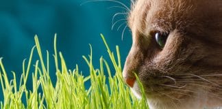 Kot jedzący trawe
