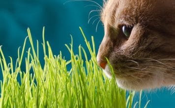 Kot jedzący trawe