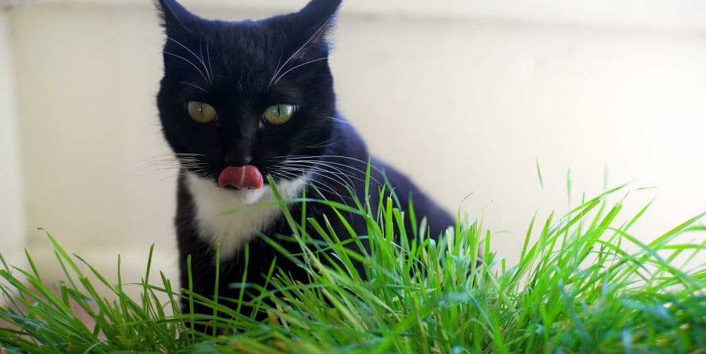 Kot zjadający trawę