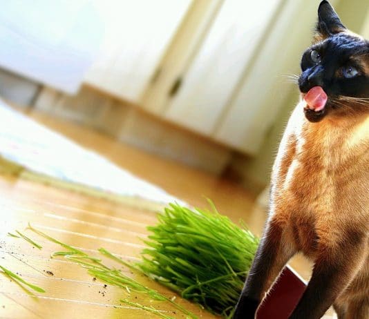 Kot zjadający trawe