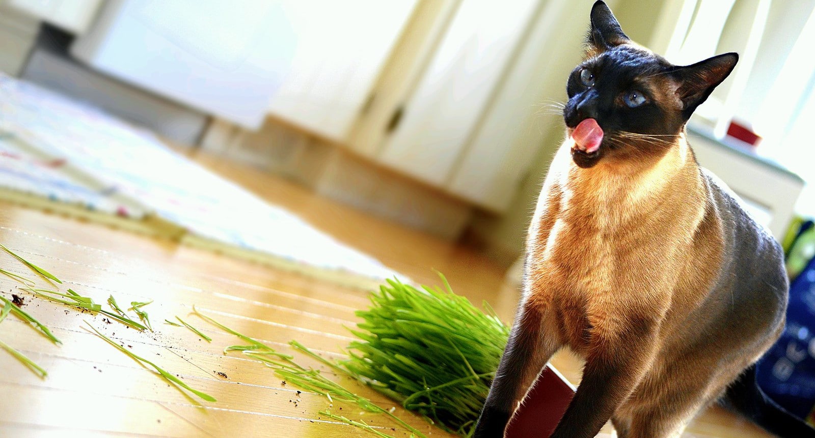 Kot zjadający trawe