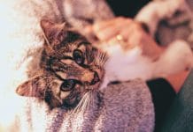 Kot i jego potrzeby, o których trzeba pamiętać