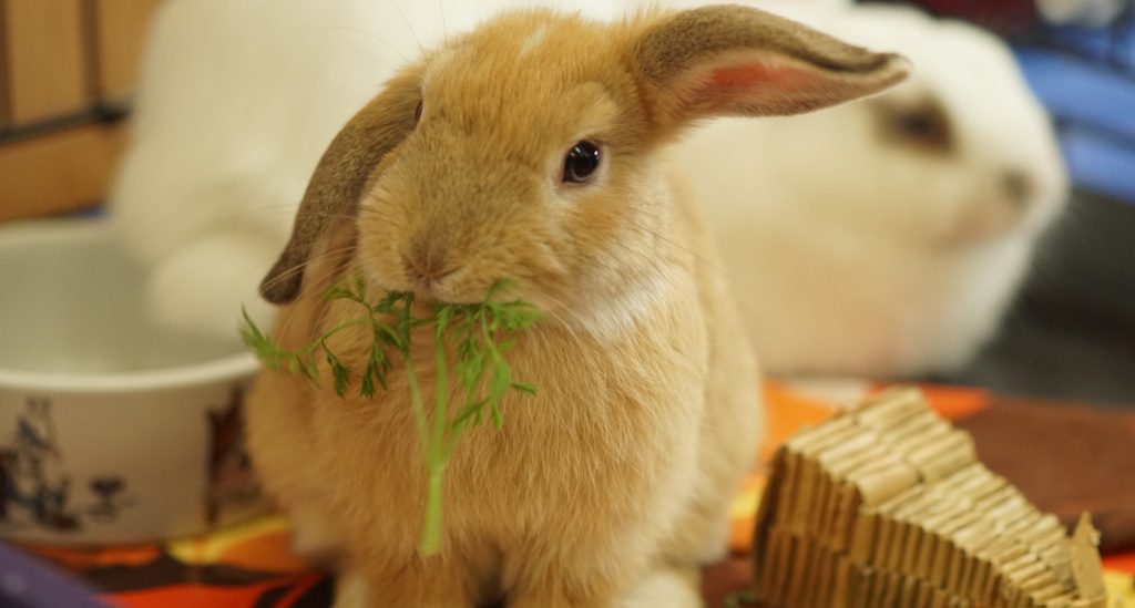 żywienie królika