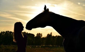 Nowoczesna ujeżdżalnia, czyli jaka? Analizujemy 7 istotnych cech, jakie powinna posiadać