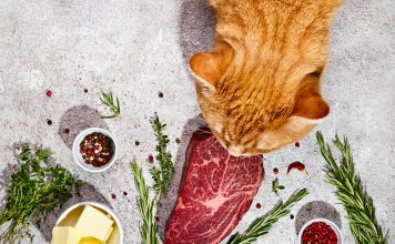 Żywienie domowe kota – tania i zdrowa dieta