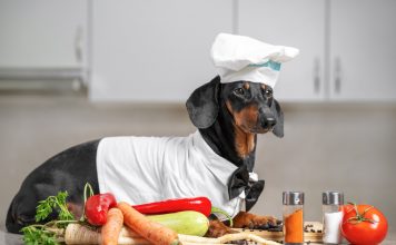 Żywienie domowe psa – tania i zdrowa dieta