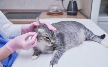 Pasożyty u kota – tasiemce, świerzbowce i inne…