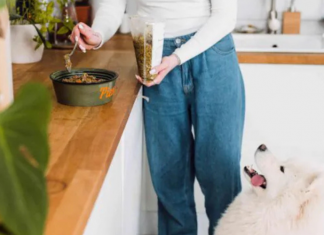 Jak świadomie planować dietę psa w zabieganym świecie?